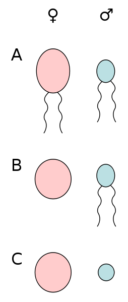 Females Can Limit Male Trait Complexity