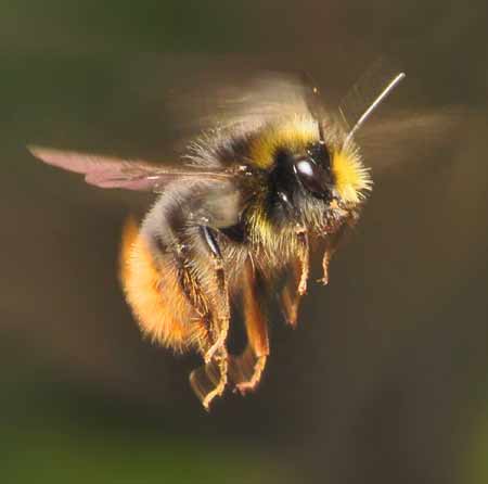 The Prevalence Of Bees In American Musical Recordings