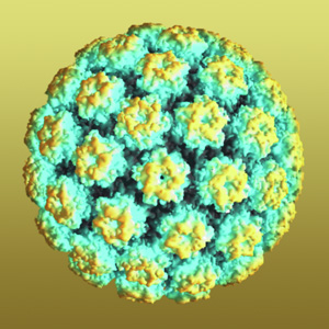 Human Papilloma Virus