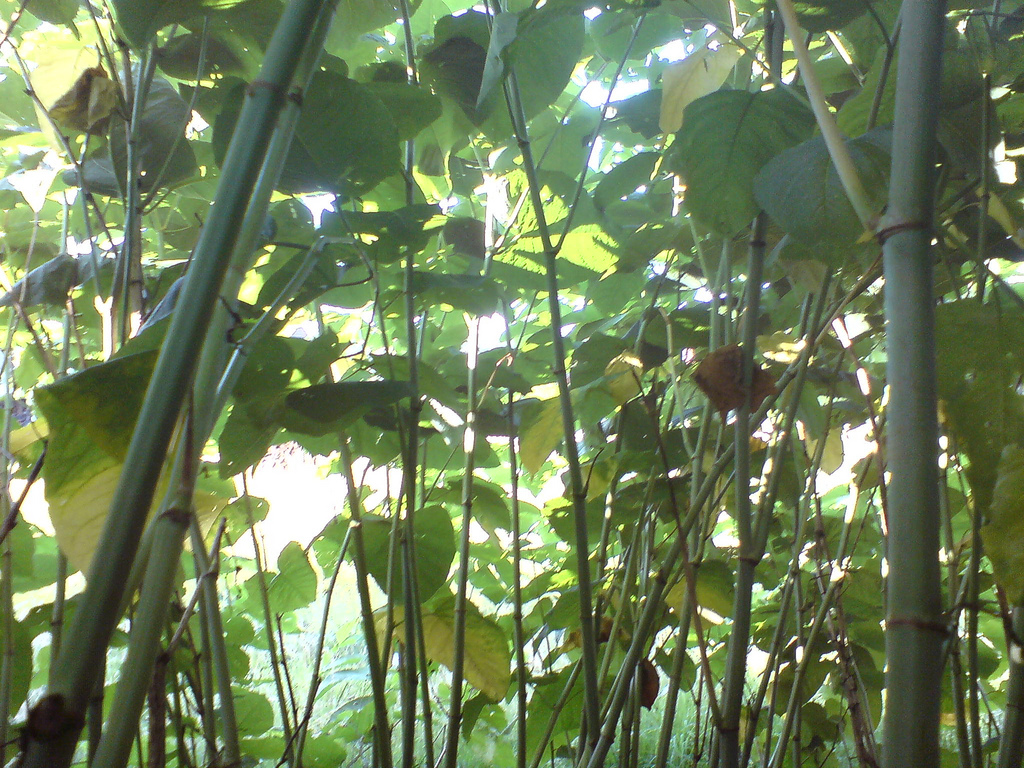 Japanese knotweed (or Fallopia japonica of the Polygonaceae family) by Dankogreen, via Flickr.com