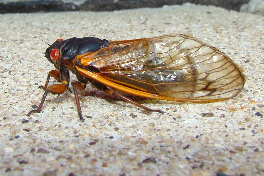 Math Separates Magicicadas From Regularcicadas