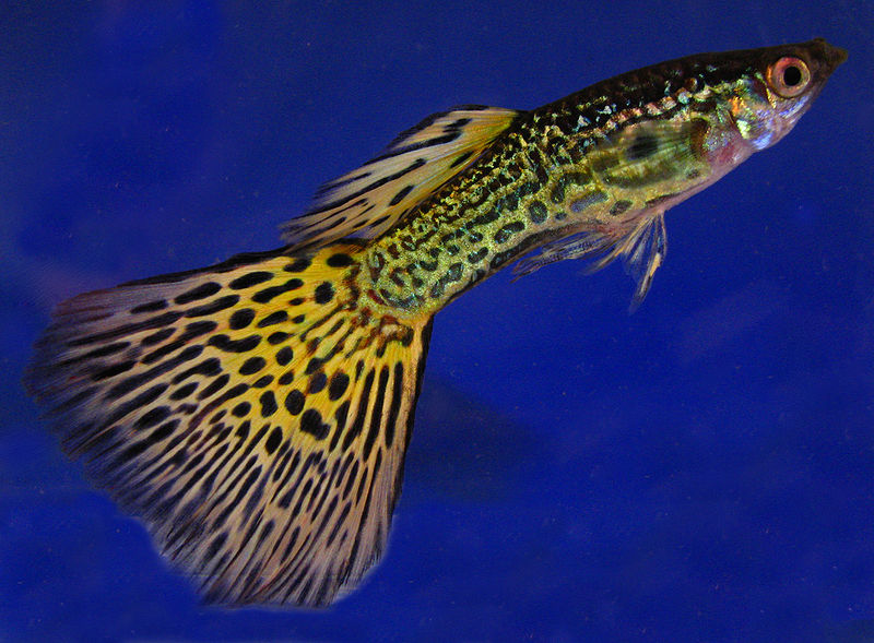 Male guppy (Poecilia reticulata)