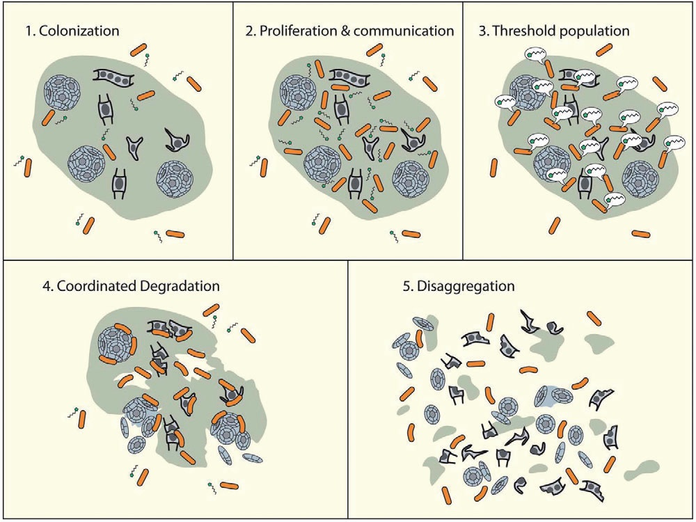 Talking Bacteria Could Affect Climate