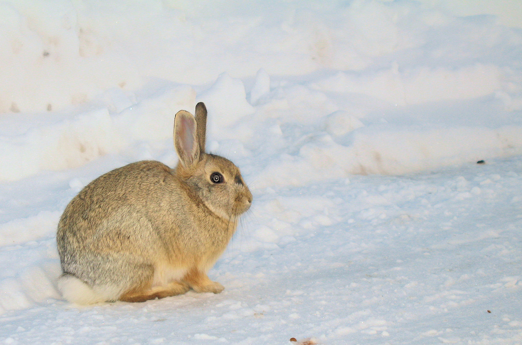 Snow bunny in a hotel parking lot outside of Denver, Colorado, by RichardMasoner's son, Ian, via Flickr.com