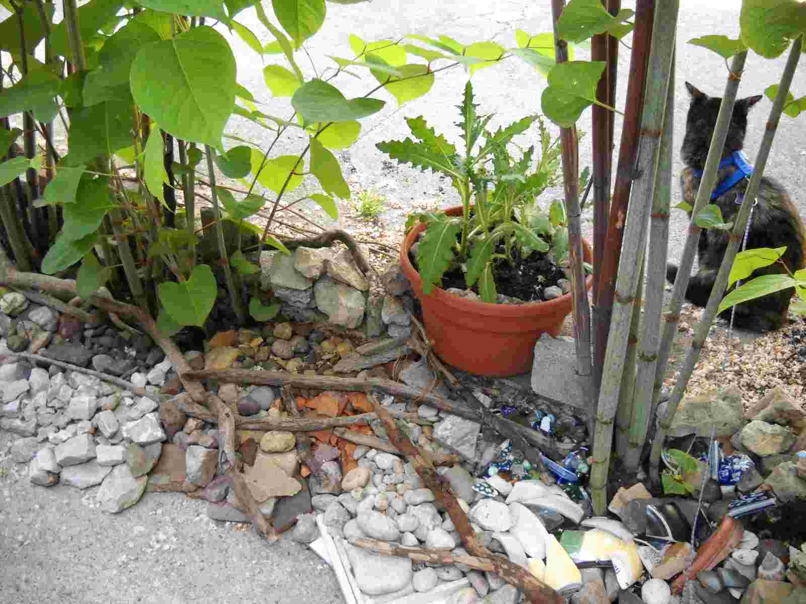 The Tortoise Cat, the Polygonum and Thistles in my mini-rock-(and-weed)-garden, May 27, 2010. by ECP/Shamanic-Shift via Flickr.com