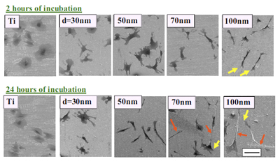 Using Nanowires To Grow Bone-Building Cells