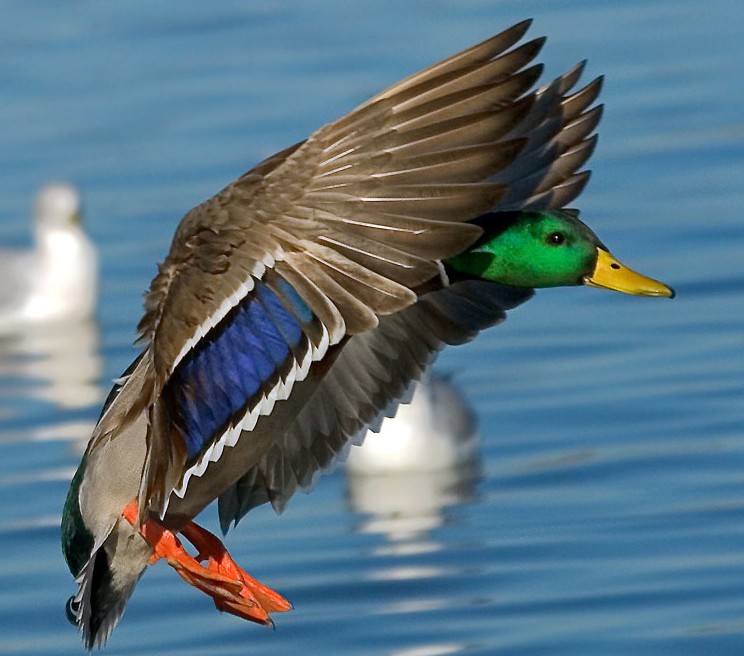 Duck landing on water