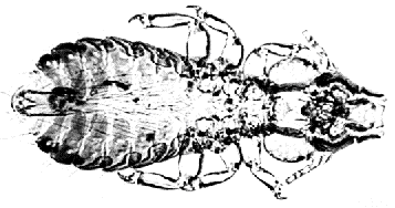 Strigiphilus garylarsoni