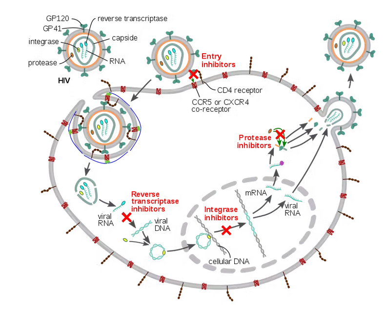 Thanks To Ancient Evolution, Your Body Makes Its Own Anti-Viral Drugs