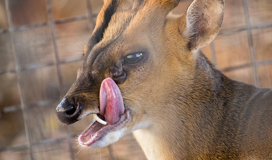 Why Some Deer Have Fangs Instead Of Antlers Like Most Other Cloven-Hoofed Animals