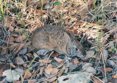 Sylvilagus palustris hefneri