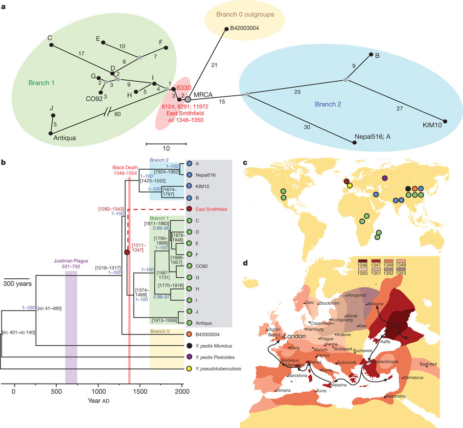 Reconstructing The Black Death Pathogen's Genome