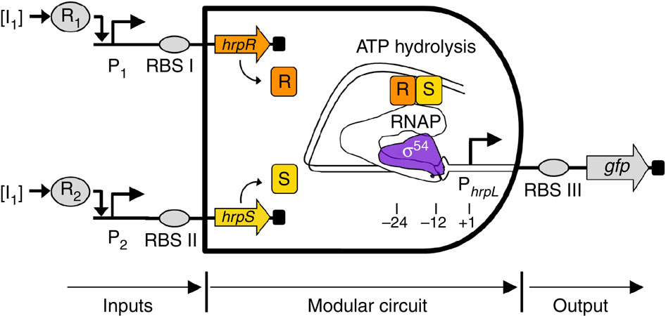 Another Step Towards Biological Computers