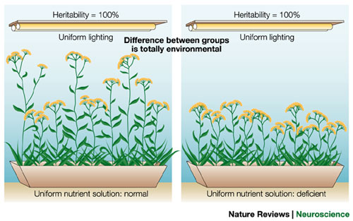 What Is Heritability?