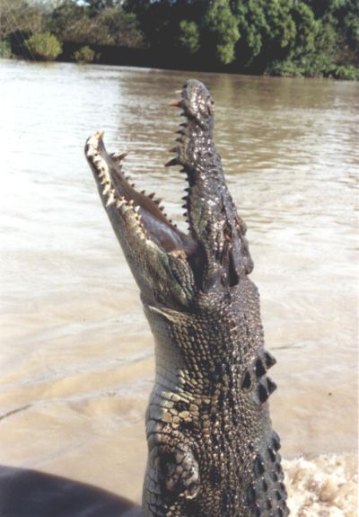 A "salty" performing for it's supper.