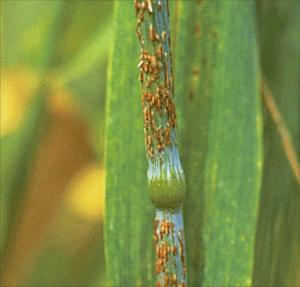 wheat stem rust