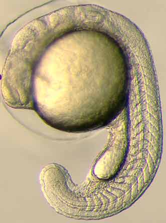 Zebrafish 24hours embryo