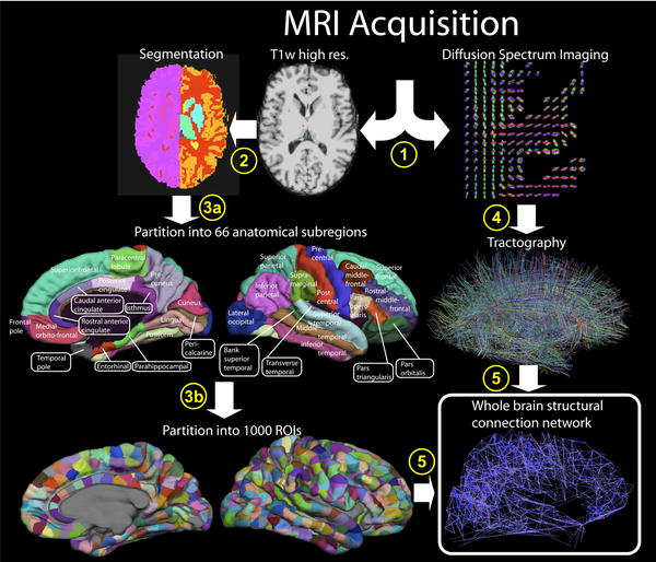 Building A Virtual Brain: A Dialogue